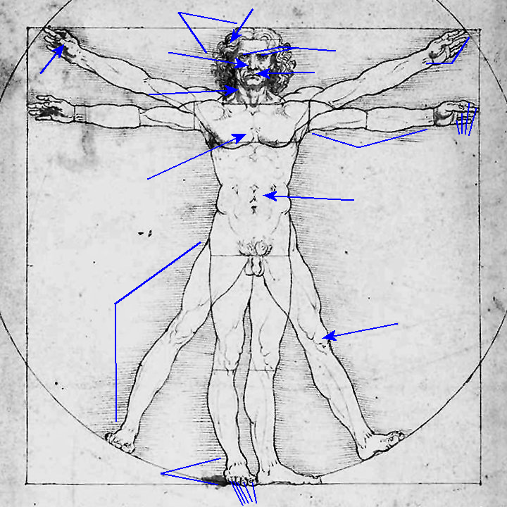 Vitruvian figure for labeling body parts