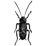 Cockroach