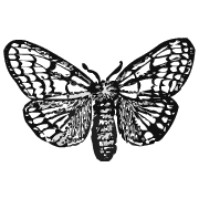 Moth
